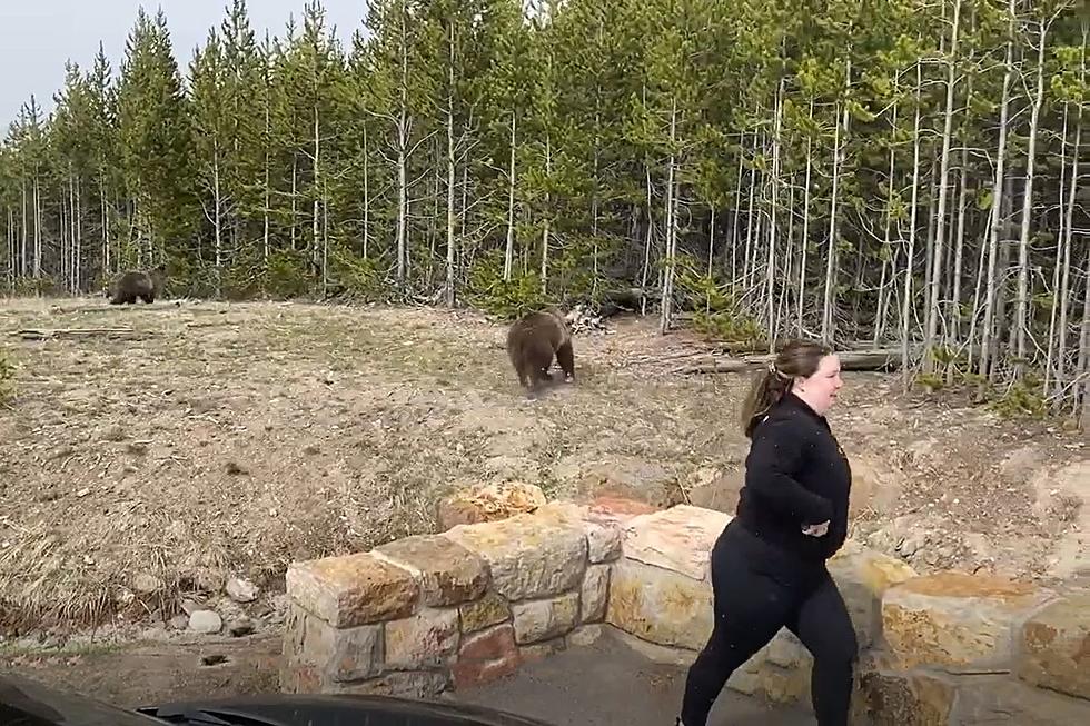 Yellowstone National Park Investigating Woman Charged by Grizzly 