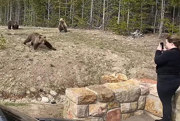 [WATCH] Video Shows Grizzly Bear Charging Woman in Yellowstone
