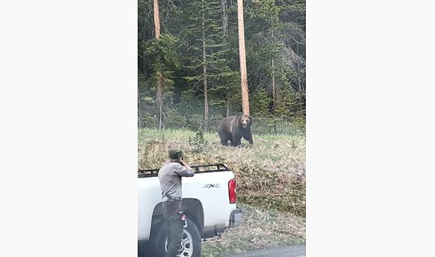 [WATCH] Bear Charges Park Ranger in Yellowstone National Park