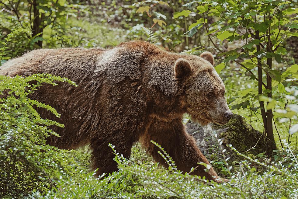 MT Officials Kill Grizzly Likely Involved in Tuesday&#8217;s Attack