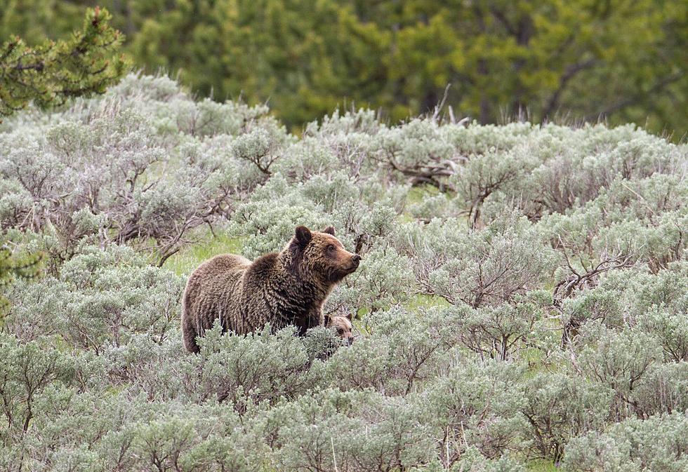 Grizzly Bear Attacks and Injures Two People Near Ennis