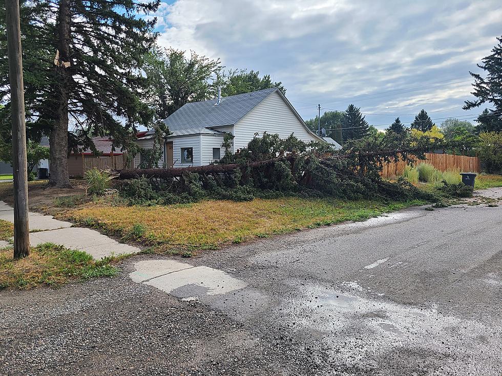 Strong Winds Topple Trees; Cause Damage in Manhattan