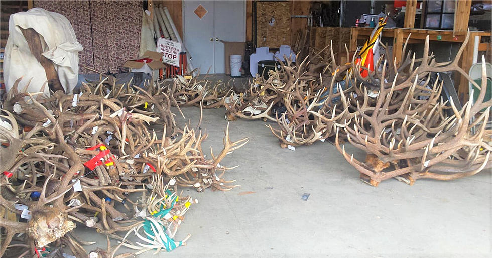 Montana FWP Auctioning Off Antlers, Hides, Horns, and More