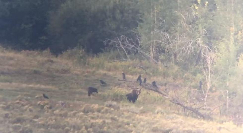 [WATCH] Daring Wolf Bites Grizzly on Butt in Yellowstone