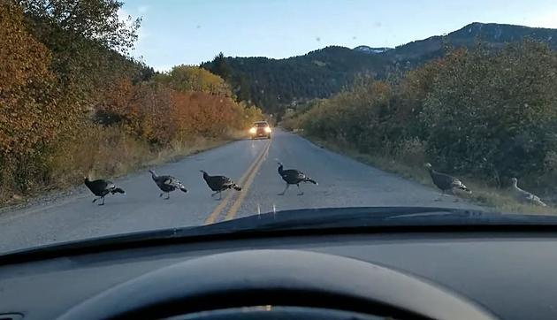 [WATCH] Brave Turkeys Take Leisurely Stroll Across Montana Road