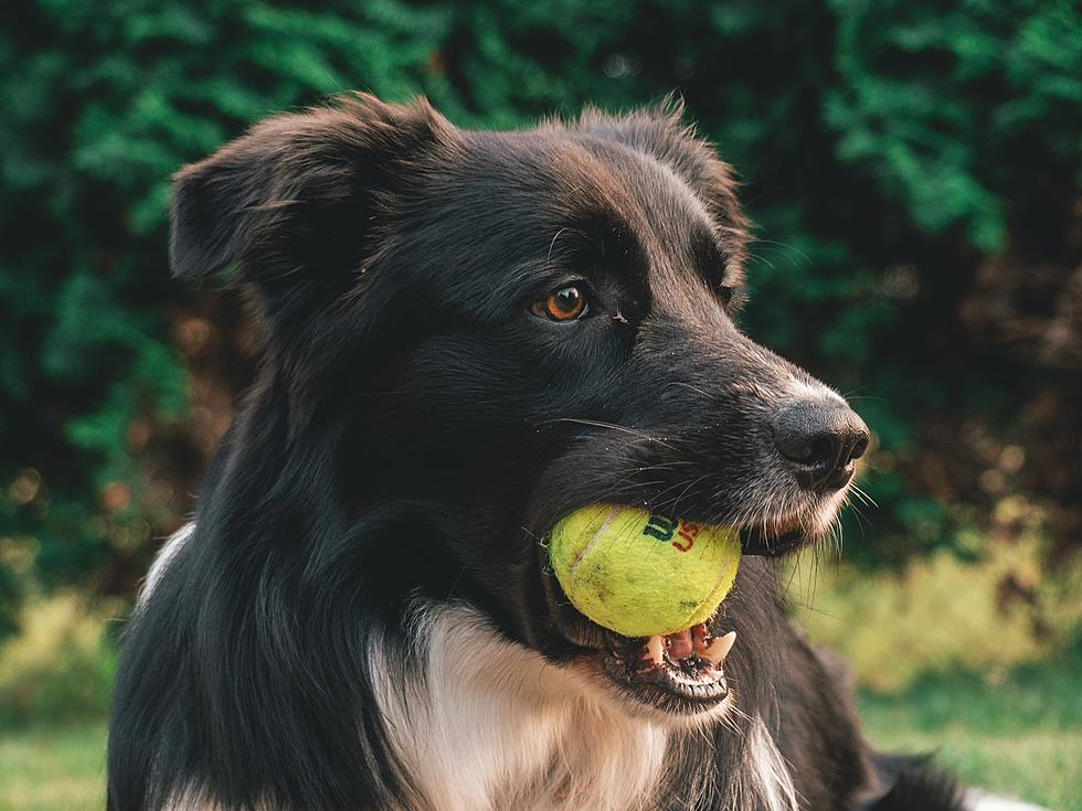 Clean It Up! Bozeman Plans 2022 Dog Poop Cleanup Day