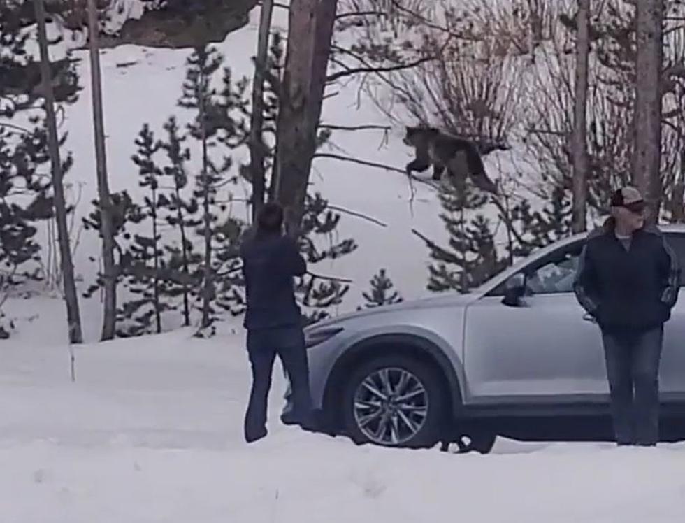 [WATCH] Tourists Approach Massive Grizzly in Yellowstone