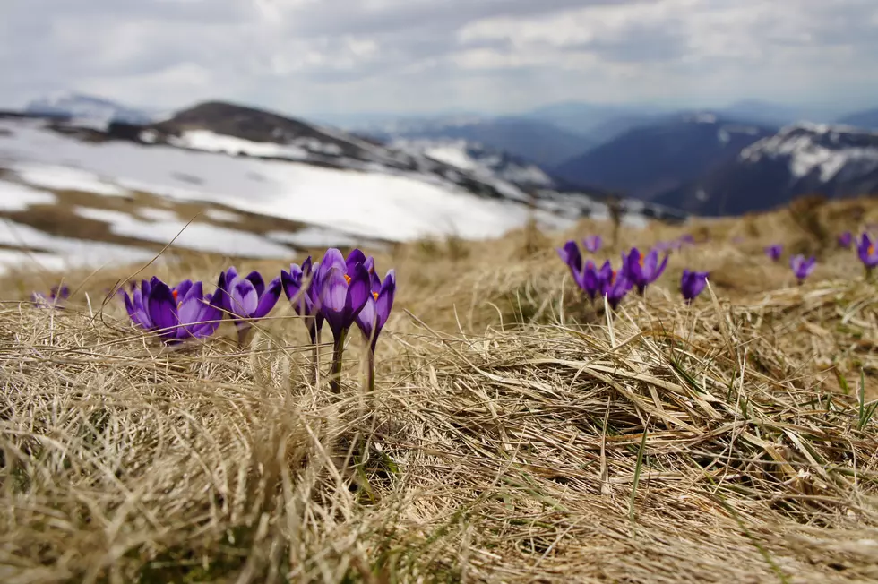 Montana Snowpack Levels Much Better Due to Wet Spring Weather