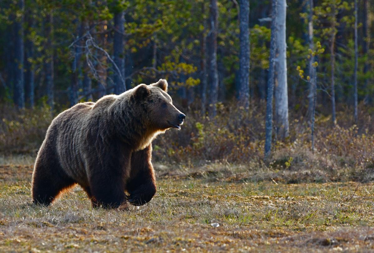 Montana's Grizzly Bear Dilemma: New Tool Revealed For Public Awareness