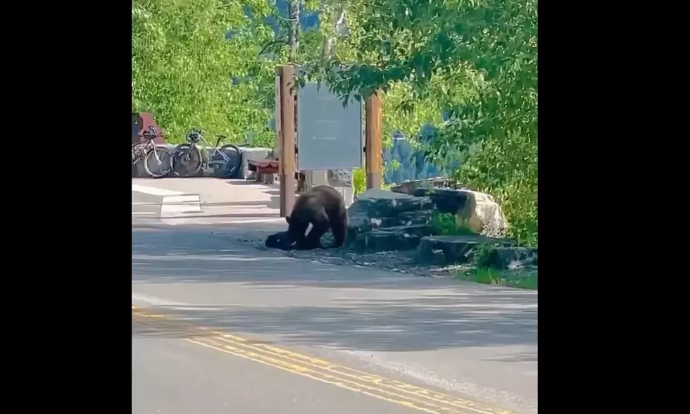 [WATCH] Surprise! Daring Bear Steals Hiker's Backpack in Montana