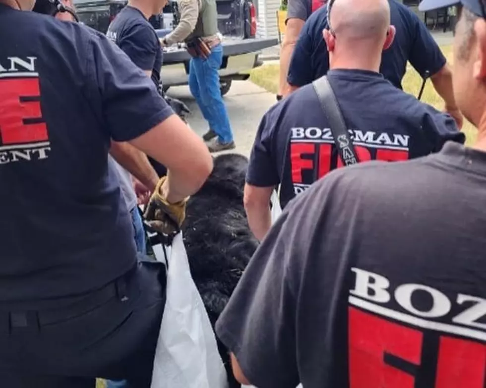 Bear Tranquilized in Bozeman: Here&#8217;s What Happened