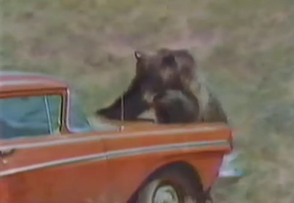 [WATCH] Remarkable 1950s Video of Grizzly Bear in Yellowstone
