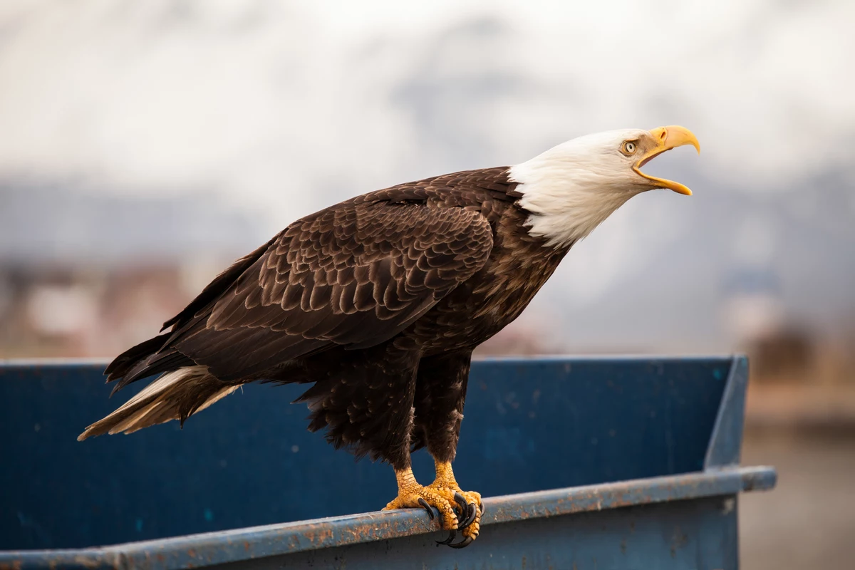 This Unique Place is the Best For Seeing Bald Eagles in Montana