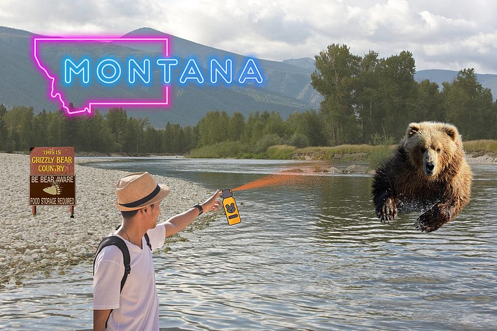 [PHOTOS] Massive Grizzly Bears On The Move in Montana