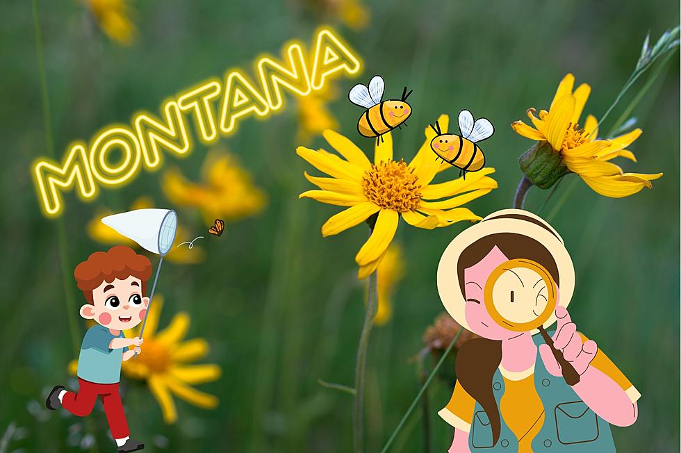 Have You Seen Montana's Official State Insect? It's Beautiful