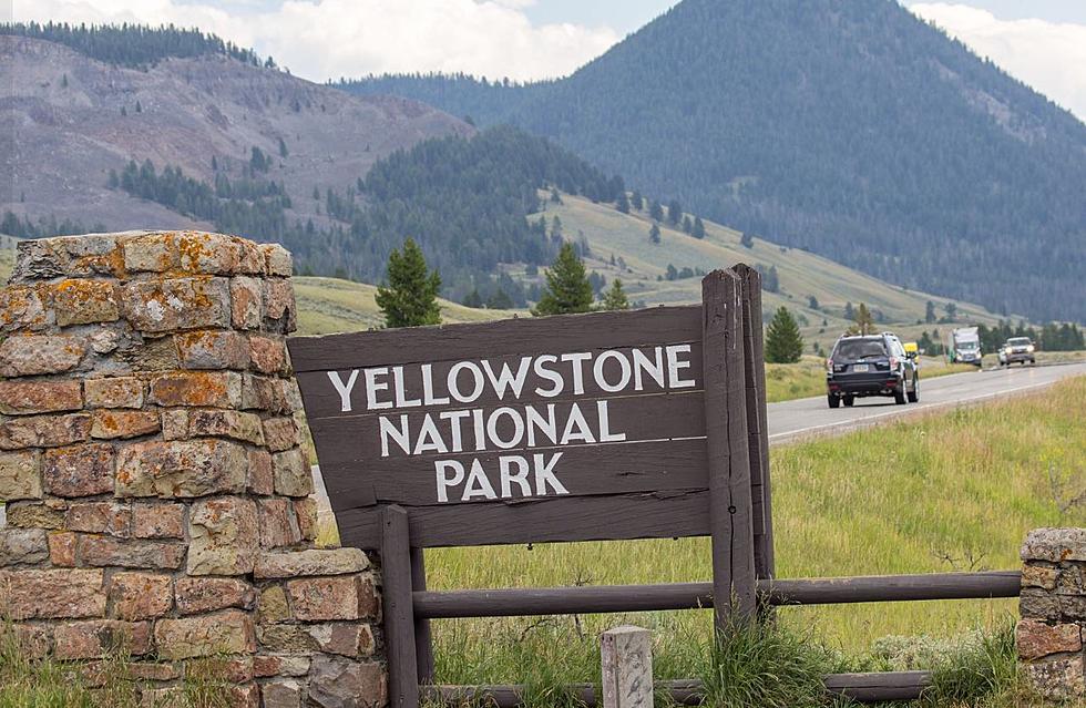 [PHOTOS] Dead Grizzly Bear in Yellowstone Goes Viral on Facebook