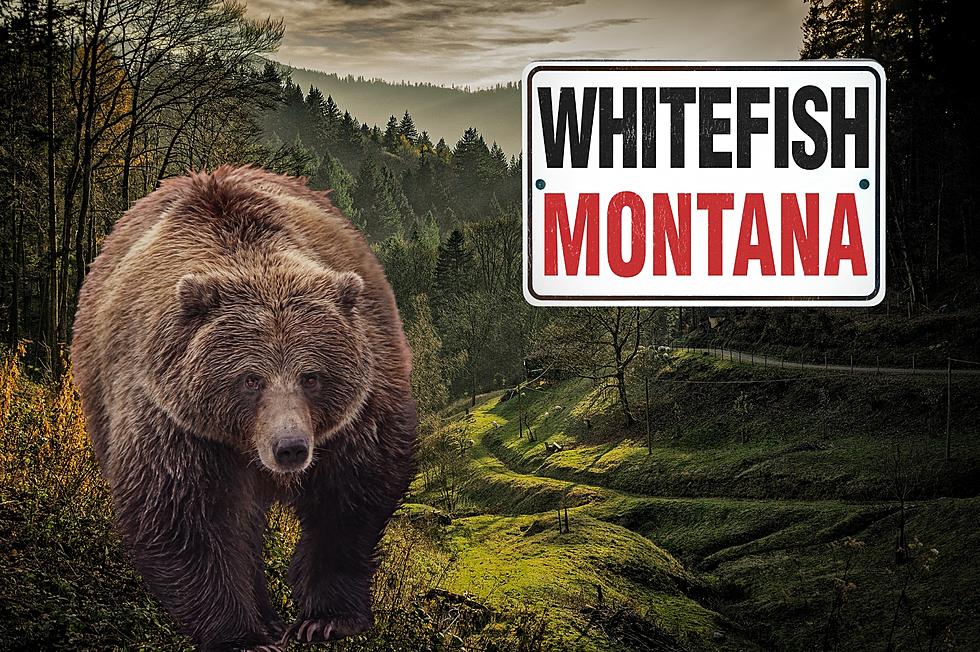 Massive Montana Grizzly Bear Looks Like “Baloo” From Jungle Book