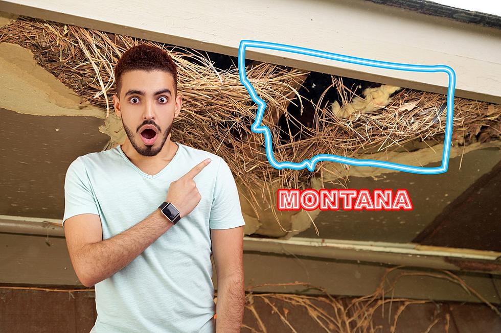 How to Avoid This No Good Nasty Rodent in Montana