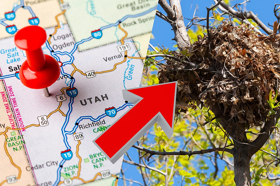 That Strange Ball of Leaves in Your Utah Tree Isn't a Birds' Nest