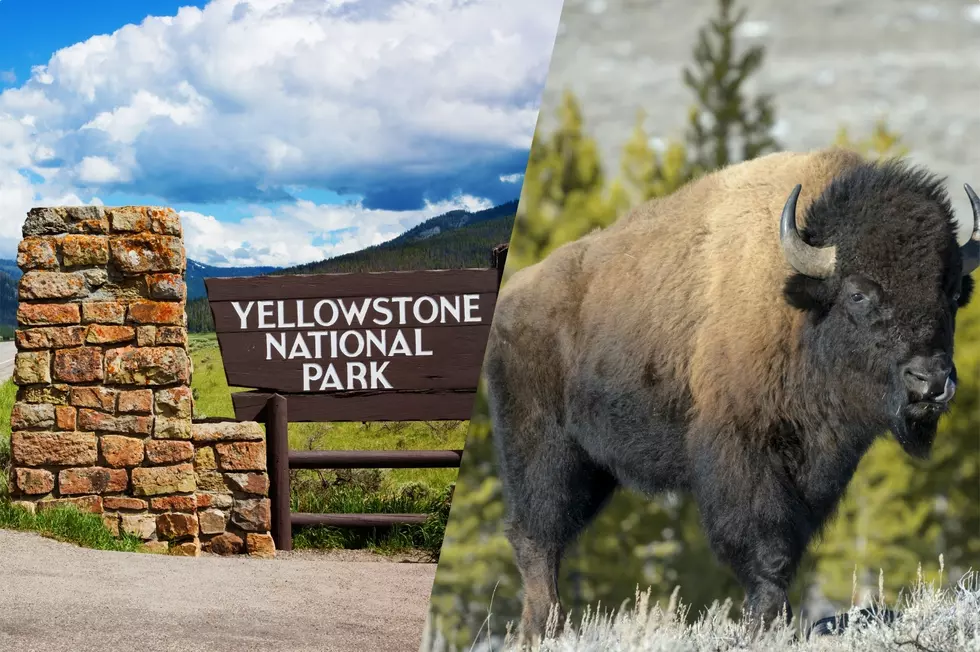 Drunk Man Injured By Bison After Daring Encounter In Yellowstone