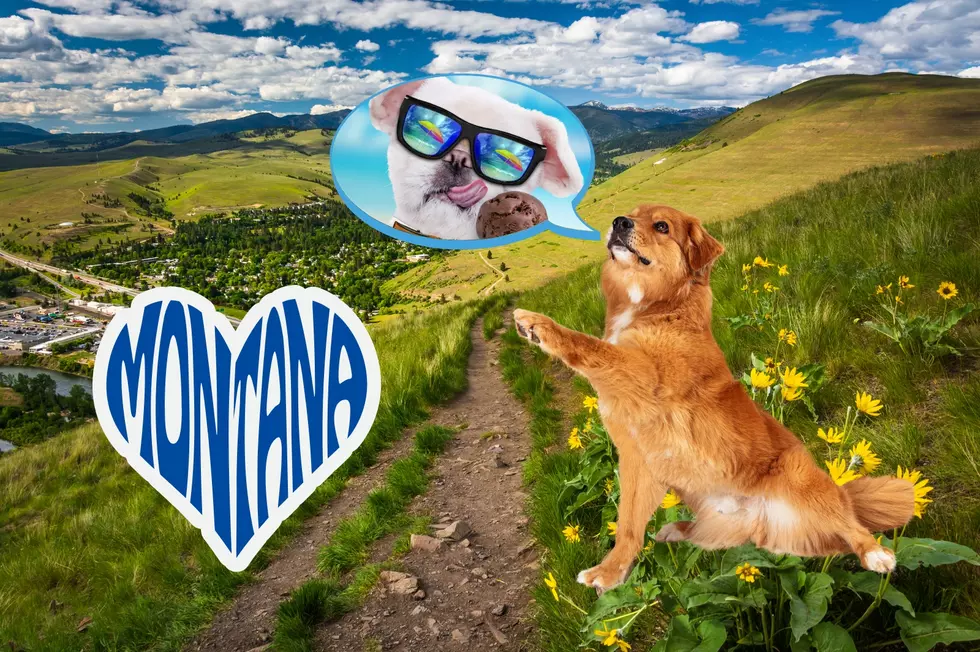 Puppy Approved! The Best Dog-Friendly Vacation Spots In Montana