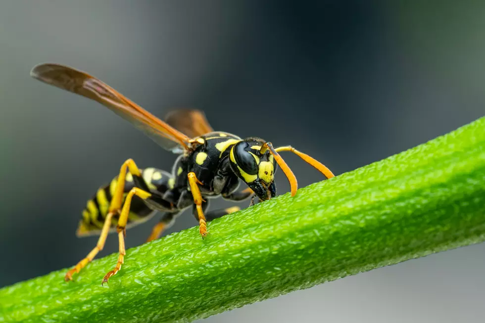 Yellow Jacket