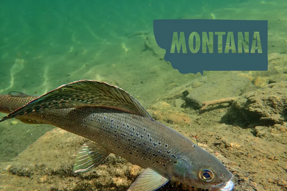 Arctic Grayling