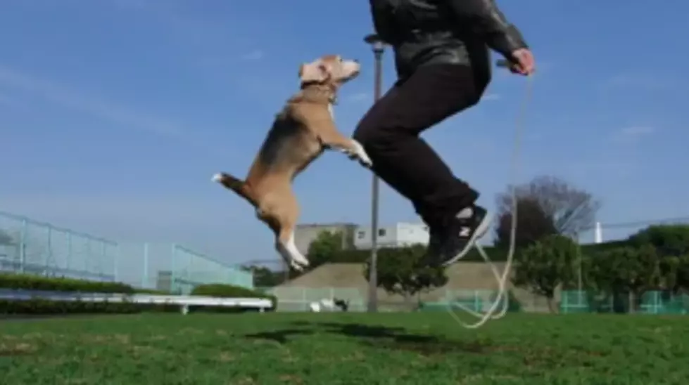 Cute Beagle &#8220;Jumps&#8221; In On The Fun [VIDEO]