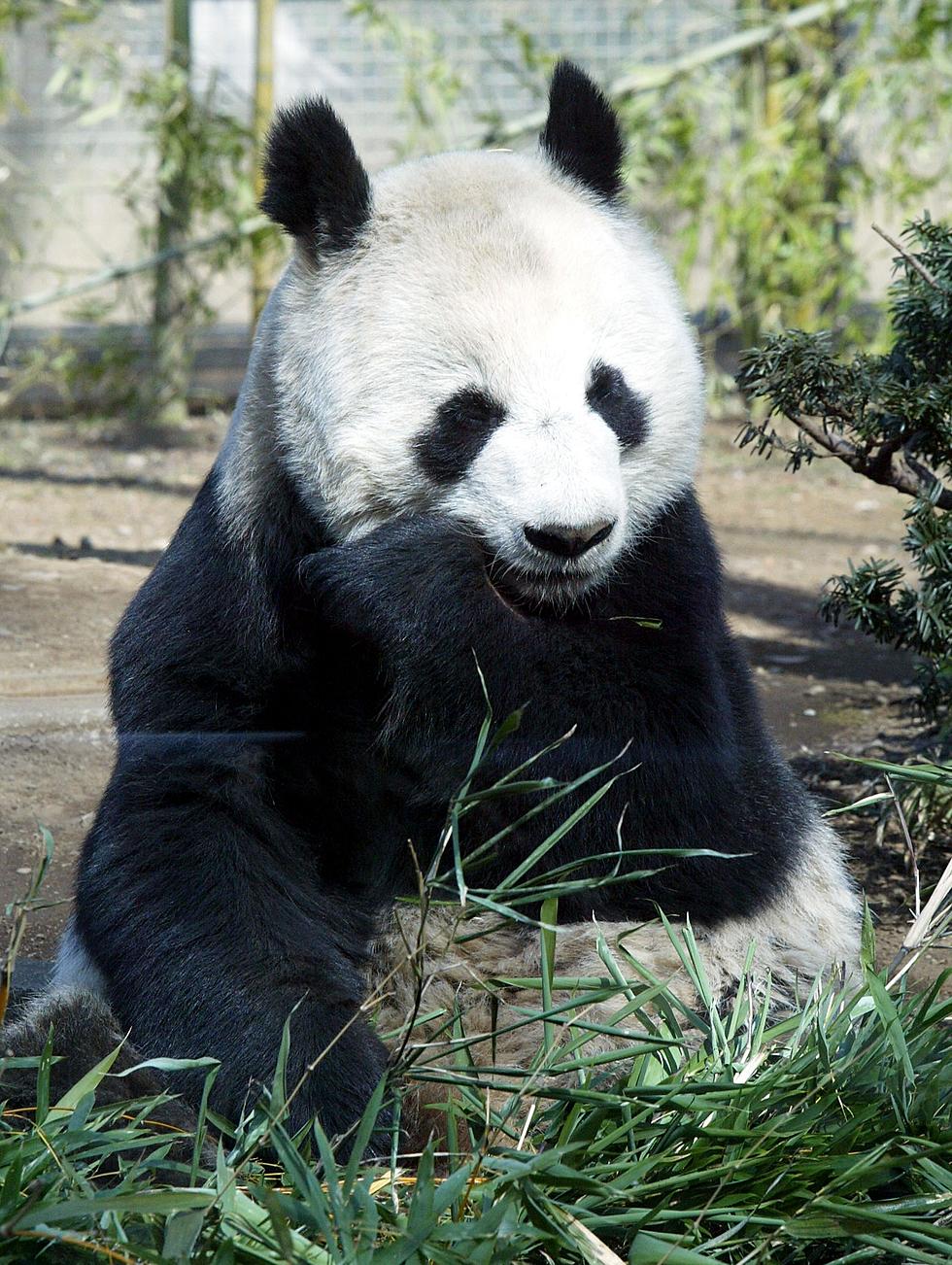 Ming Ming, The Oldest Panda In The World Dies