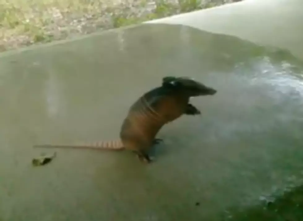 Thirsty Baby Armadillo Drinks From Garden Hose [VIDEO]