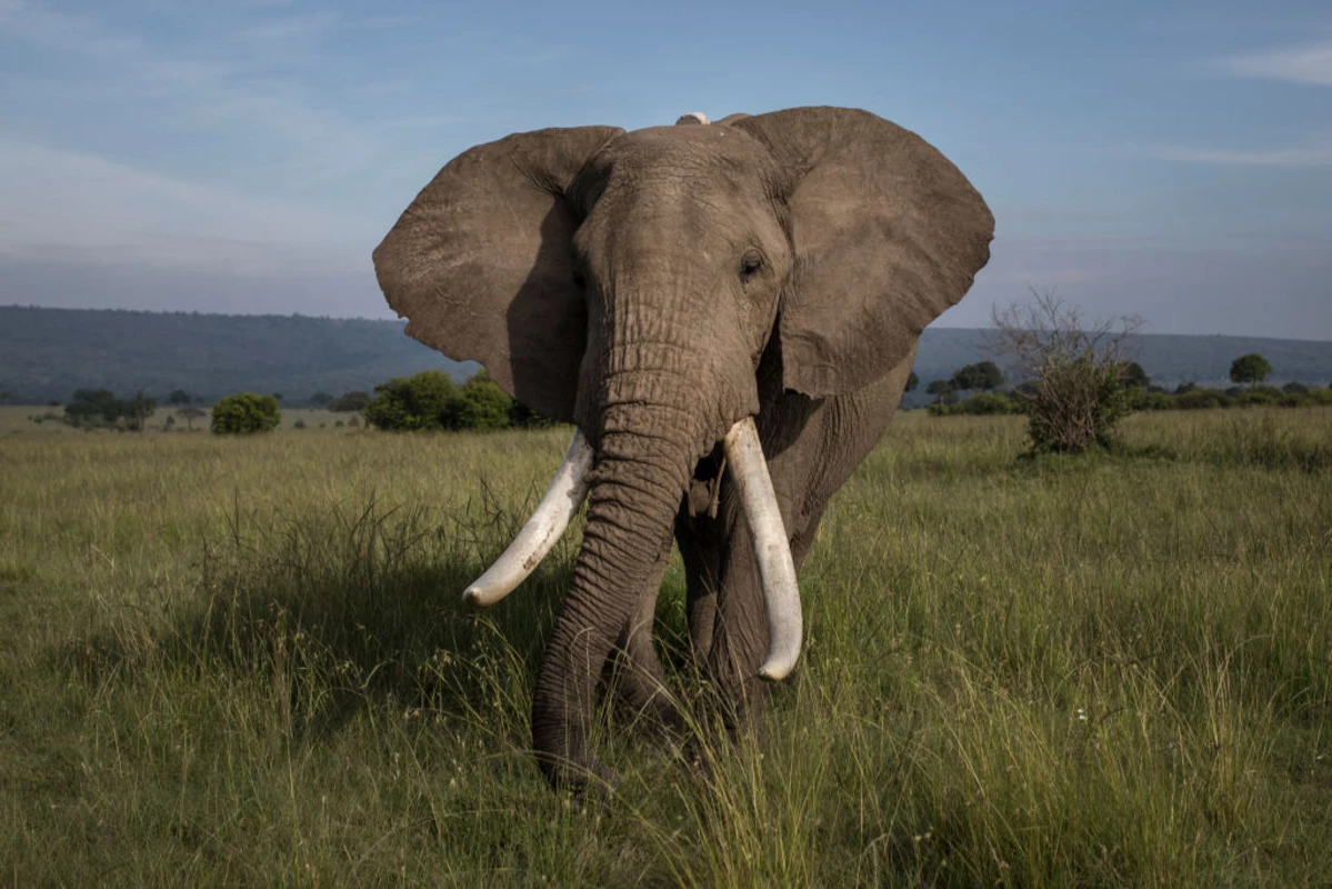 Ухо африканского слона. Африканский слон Loxodonta africana. Африканский слон 3 метра. Африканский слон самое большое ухо. Большая Африканская пятерка слон.