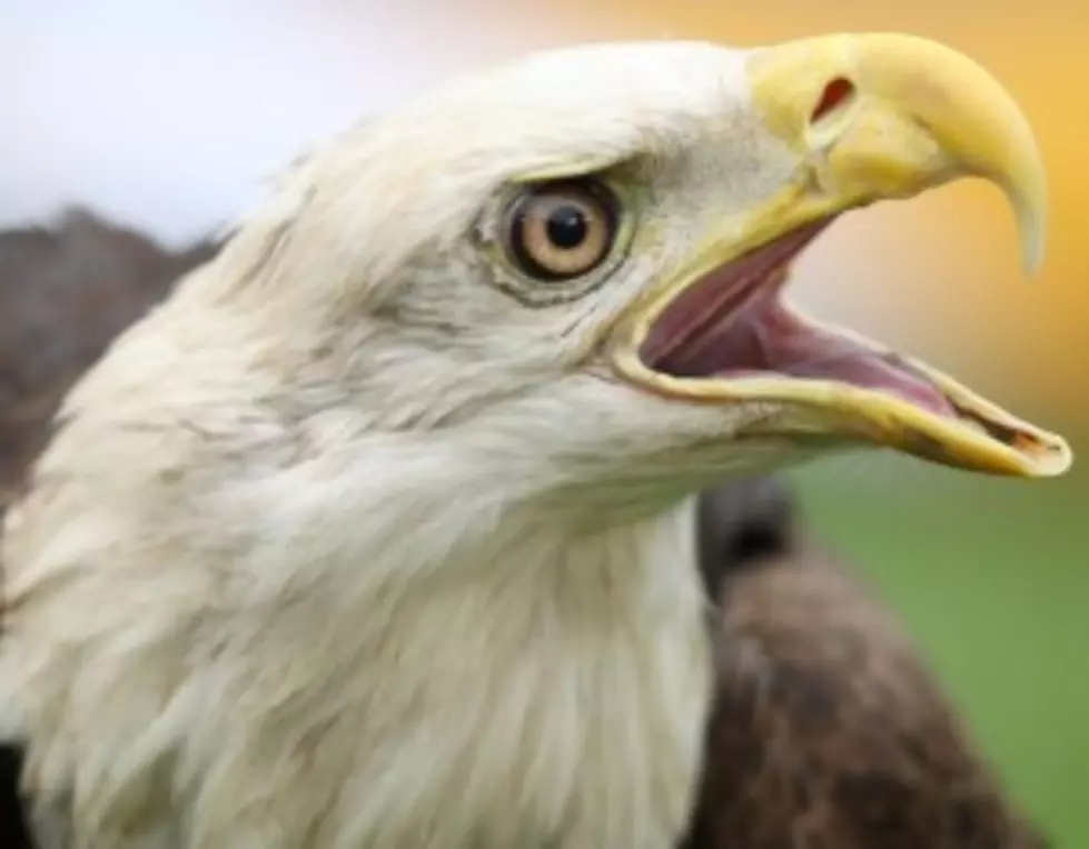 Bald Eagles Are Spring Migrating to MN
