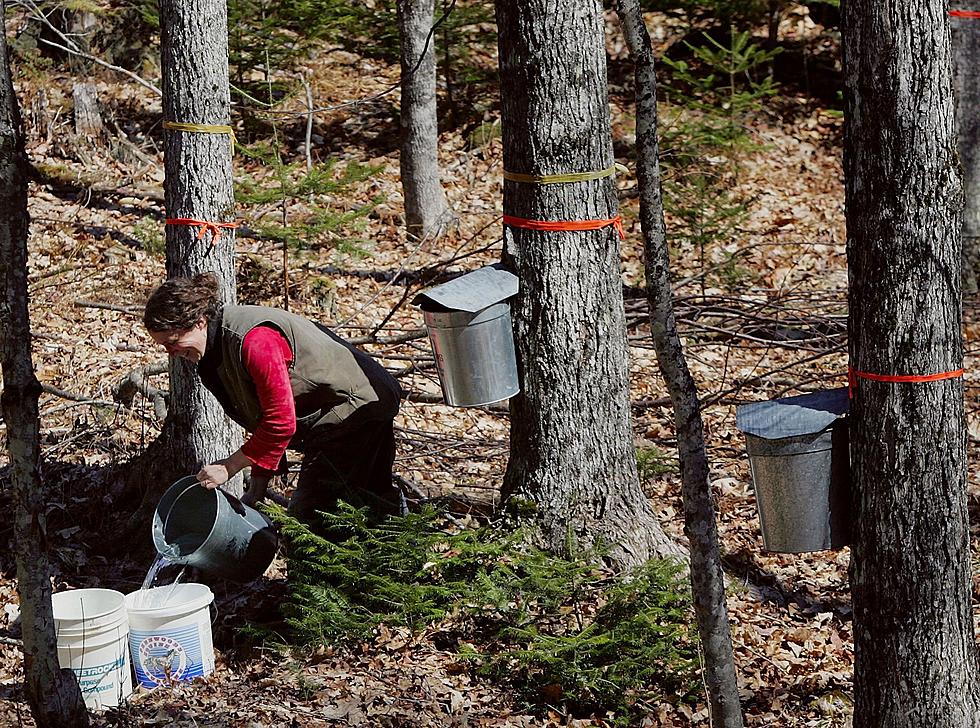 DNR Question Of The Week: Will The Weather Affect Our Maple Syrup Tap