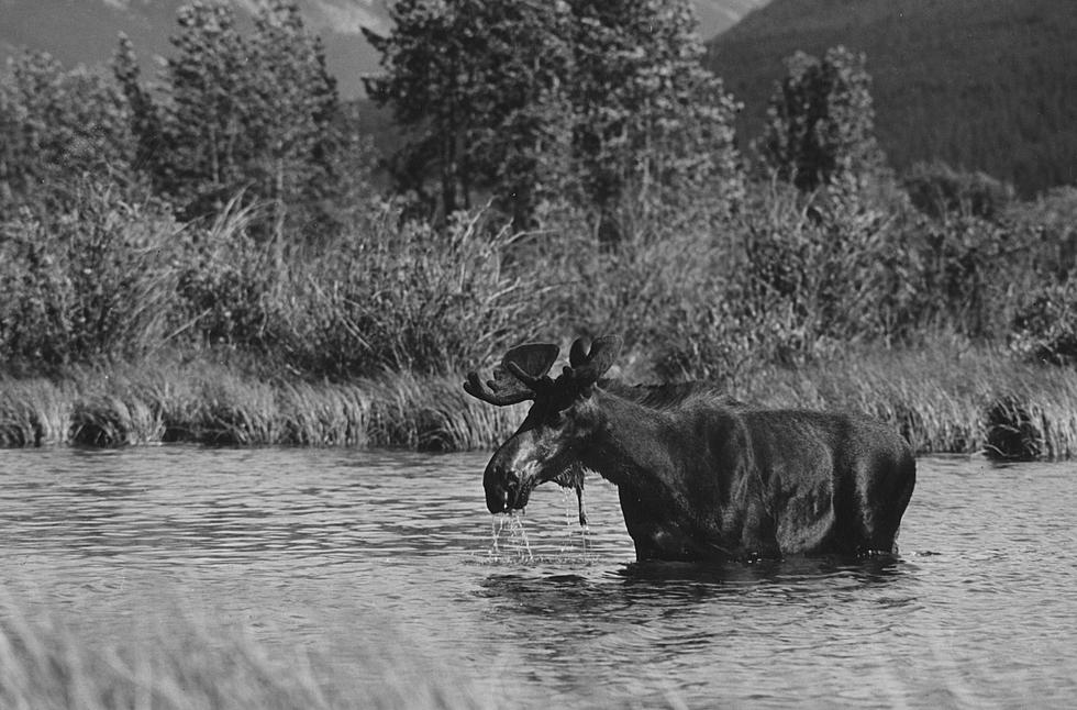 MN DNR Offering Limited Moose Hunt This Fall