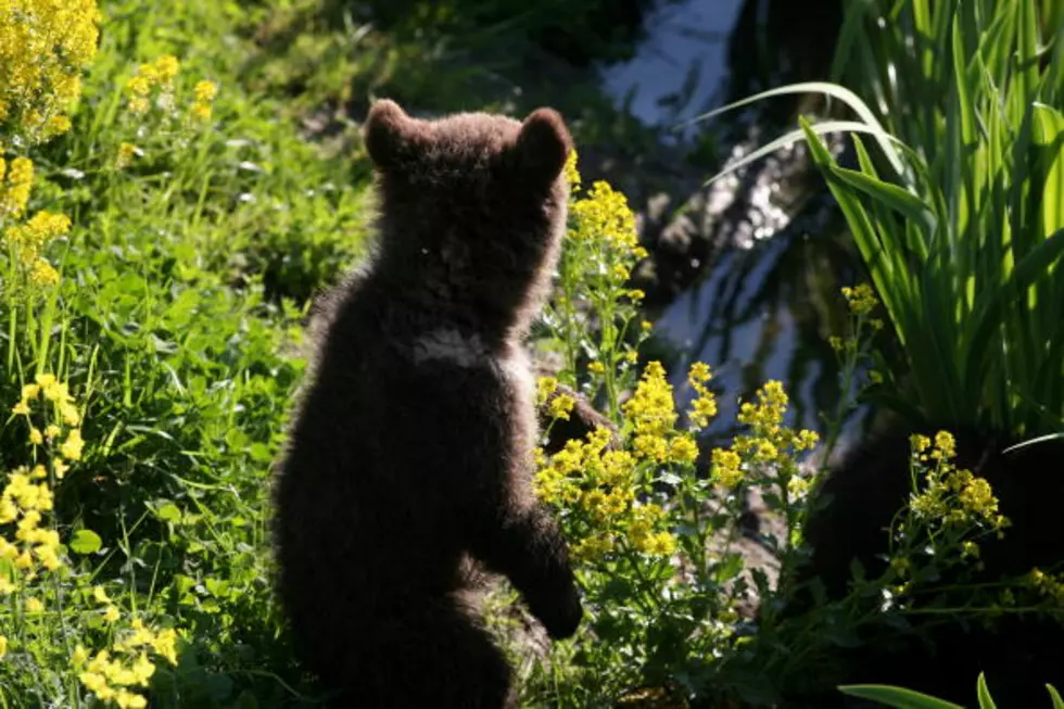 Help Needed Finding And Safely Securing Loose Bear Cub In Duluth