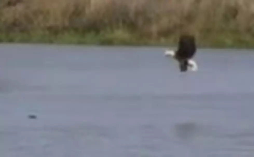 Eagle Swims With Fish To Shore After It&#8217;s Too Heavy To Fly With