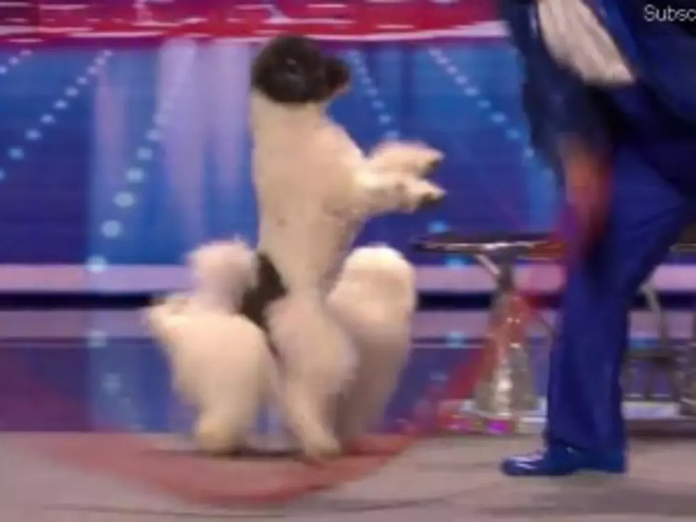 Watch Amazing Jump Roping Dogs &#038; Other Tricks On America&#8217;s Got Talent [VIDEO]
