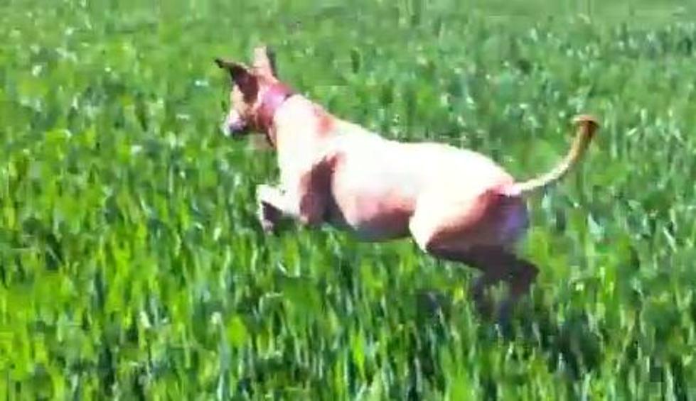 TGIF!  Celebrate By Watching This Happy, Jumping Dog! [VIDEO]