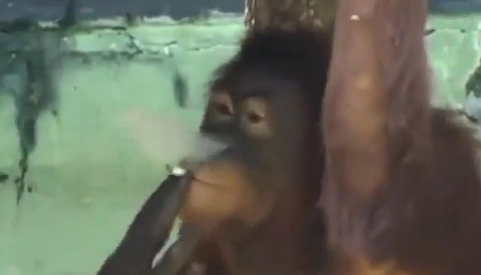 Zoo Sends Smoking Orangutan Away From Public “To Quit Smoking” [VIDEO]