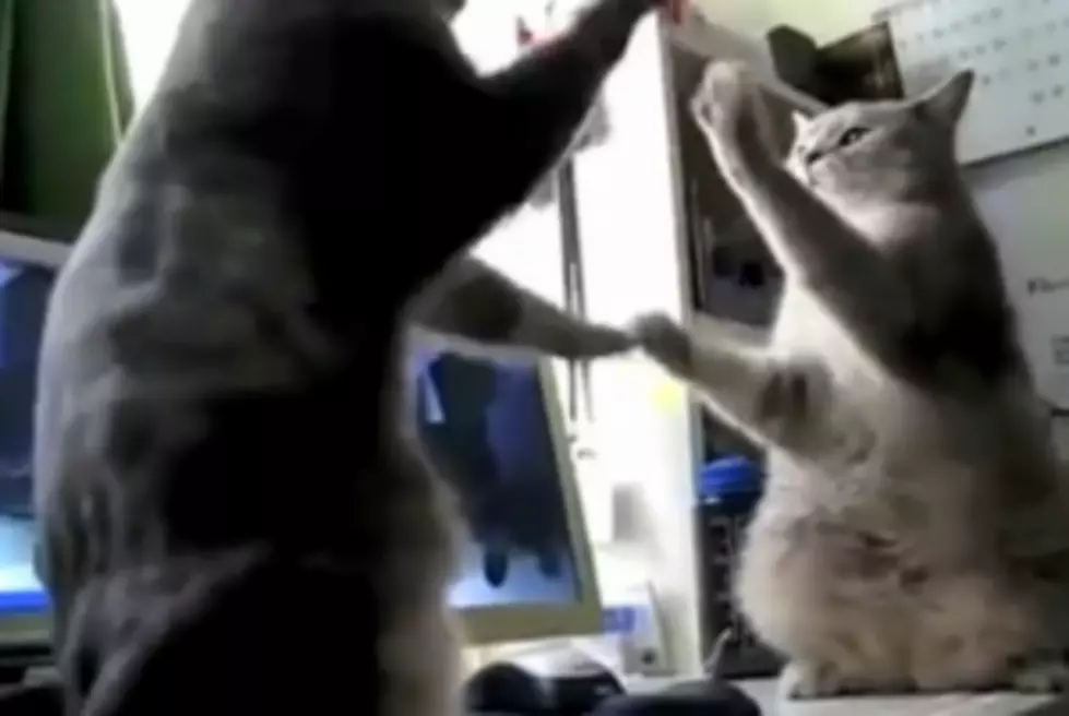 Hilarious Video of Cats Playing Patty Cake