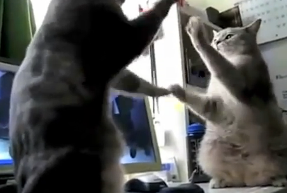Hilarious Video of Cats Playing Patty Cake