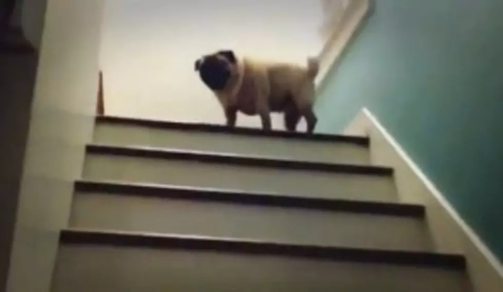 Dog Bounces Up Stairs Like Legs Are Springs [VIDEO]