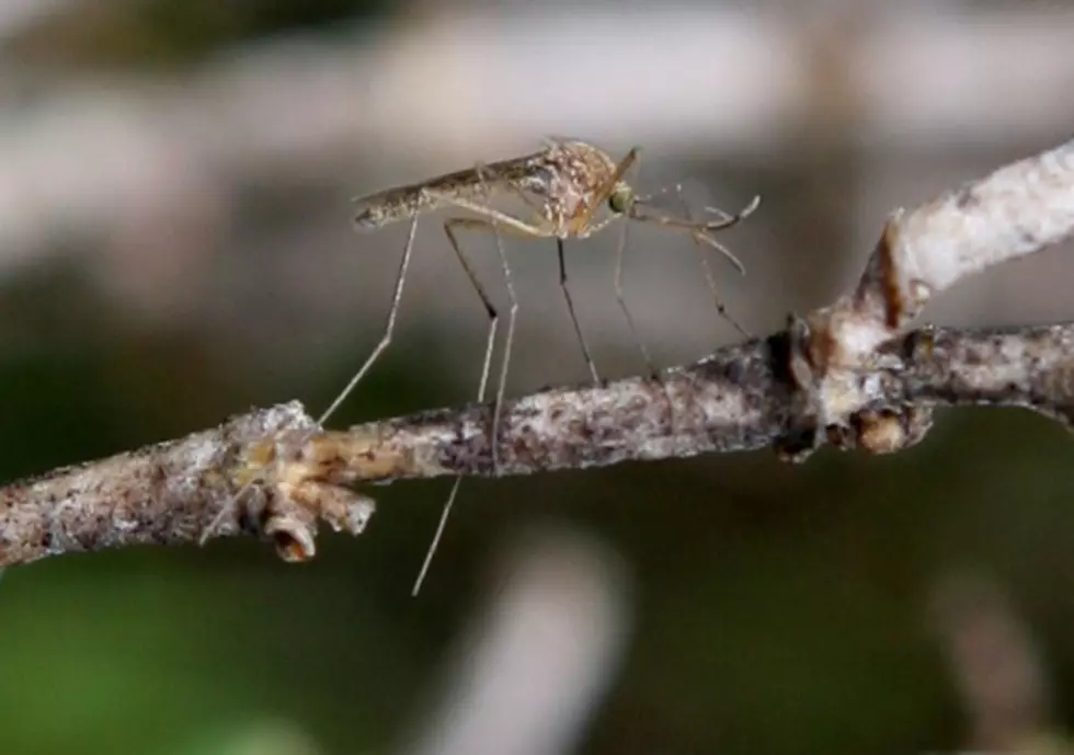 First, a Winter that Wouldn’t Quit, Now a Summer with Giant Mosquitoes