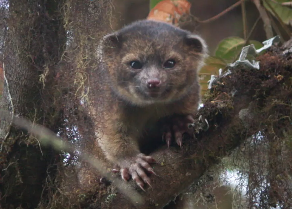 Scientists Identify The Newest Specie of Mammal, the Olinguito