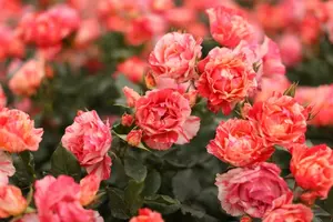 Learn to Grow Better Roses at Rose Fest 2017