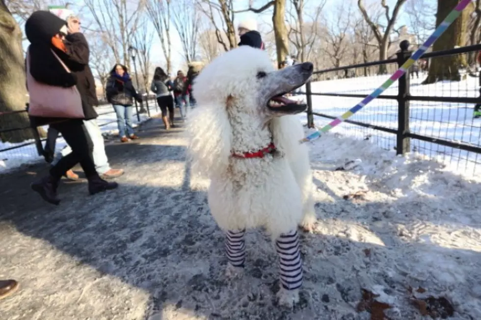 DIY Legwarmers From an Old Sweater for Pets, Family, Friends or YOU [VIDEO]