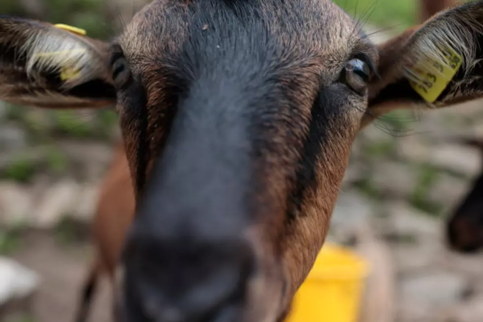A New Take On the ‘Frozen’ Classic, Enjoy ‘Let It Go – Goat Version’ [VIDEO]