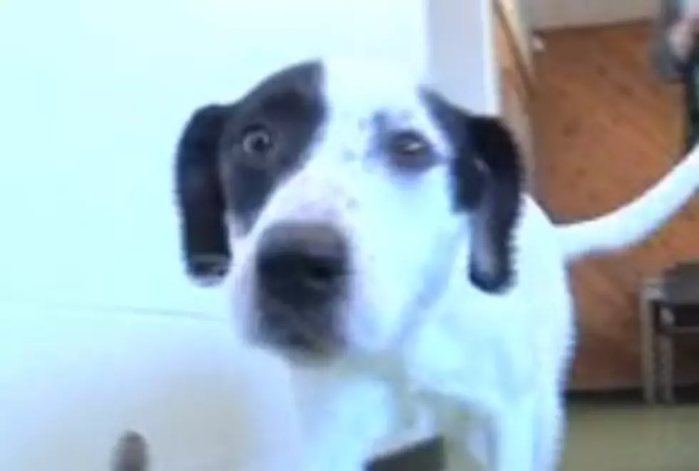 “Molly” the Abused Northland Dog in Good Condition [VIDEO]