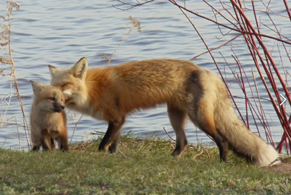 While There Is Still Ice Floating On Lake Superior, Spring Is Evident On Park Point With The Birth Of A Baby Fox