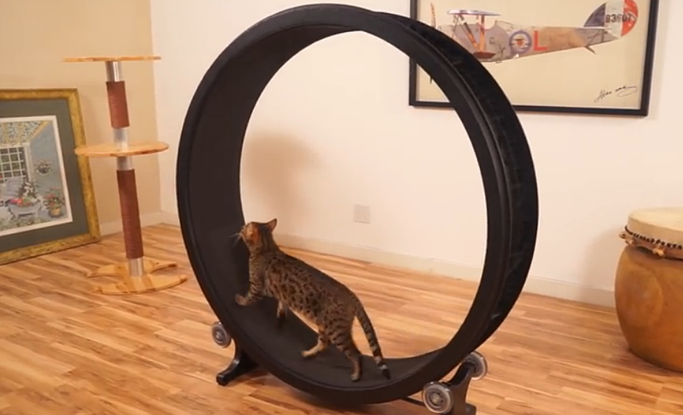 See this Hamster Wheel for Cats Called One Fast Cat [VIDEO]